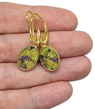 Load image into Gallery viewer, Mojave Stichtite Earrings, Sterling Silver, 14K Gold Plated, Oval Shaped, Australian Gem - GemzAustralia 