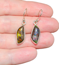 Load image into Gallery viewer, Multi Coloured Ammolite Earrings, Sterling Silver, Fossilized Shells of Ammonites, Opal like Gem, Energy Gemstone, Growth Gemstone, Natural
