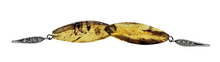 Load image into Gallery viewer, Amber Earrings, Mexican Chiapas Amber, Sterling Silver, Marquise Shape, millions of years old, Fossilized Tree Resin