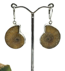 Ammonite Earrings, Sterling Silver, Fossilized - GemzAustralia 