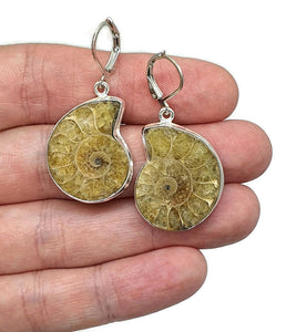 Ammonite Earrings, Sterling Silver, Fossilized - GemzAustralia 