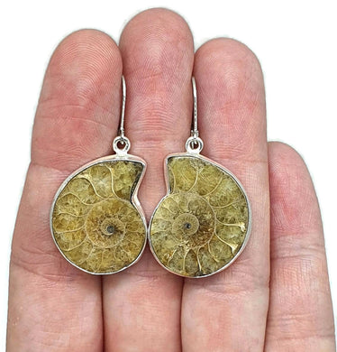 Ammonite Earrings, Sterling Silver, Fossilized - GemzAustralia 