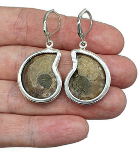 Ammonite Earrings, Sterling Silver, Fossilized - GemzAustralia 