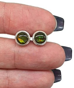 Ammolite Studs, Sterling Silver, Round Shaped, Fossilized Shells - GemzAustralia 