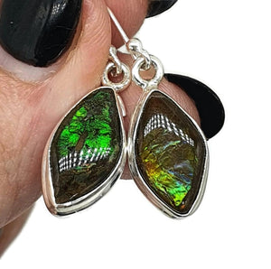 Ammolite Earrings, Sterling Silver, Marquise Shaped, Blue, Green, Gold & Red Ammolite - GemzAustralia 