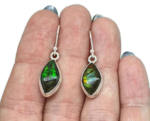 Ammolite Earrings, Sterling Silver, Marquise Shaped, Blue, Green, Gold & Red Ammolite - GemzAustralia 