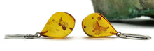 Load image into Gallery viewer, Baltic Amber Earrings, Pear Shaped, 50 million years old, Sterling Silver, Fossilized - GemzAustralia 