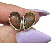 Load image into Gallery viewer, Ammolite Stud Earrings, Sterling Silver, Pear Shaped, Fossilized Shells of Ammonites - GemzAustralia 